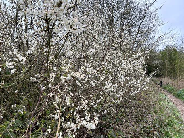 Blackthorn Blossom