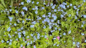 Forgetmenot