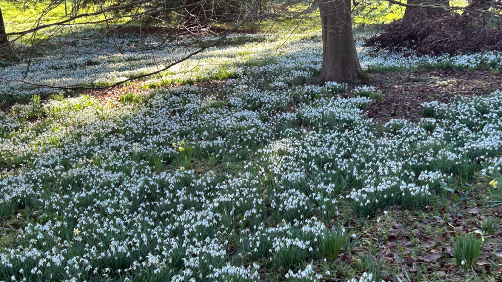 Snowdrops